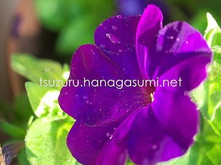 23/11/14 ペチュニア