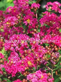 24/08/13 サルスベリ