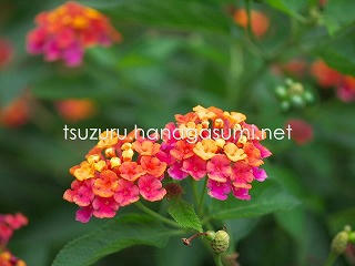 24/10/31 ランタナ