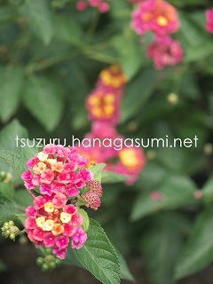 24/10/27 ランタナ