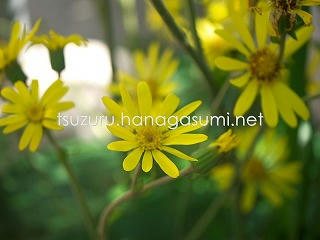 24/11/24 ツワブキ