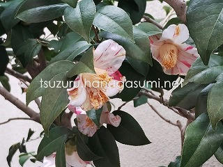 25/02/28 ツバキ