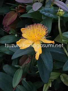 25/05/23 ビョウヤナギ