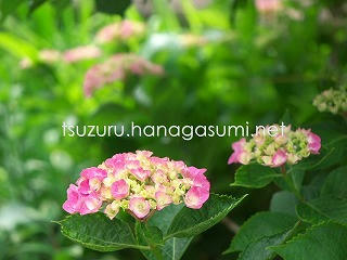 25/05/26 アジサイ