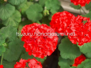 25/05/22 ゼラニューム