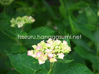 25/05/22 アジサイ
