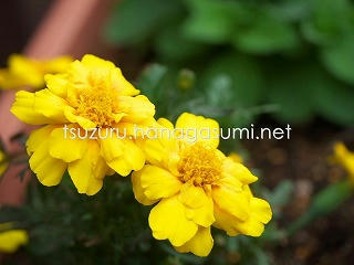 25/05/20 マリーゴールド