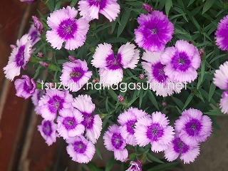 25/05/20 ナデシコ