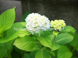 25/05/25 アジサイ