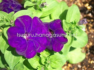 25/05/28 ペチュニア