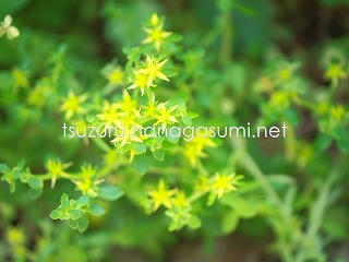 25/05/27 マンネングサ