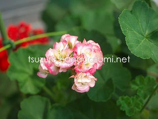 25/05/28 ゼラニューム