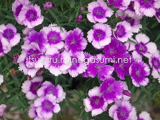 25/05/29 ナデシコ