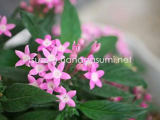 25/05/29 ペンタス