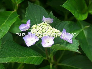 25/05/30 アジサイ