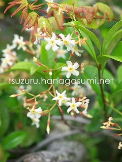 25/05/30 テイカカズラ