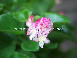 25/05/31 ベゴニア