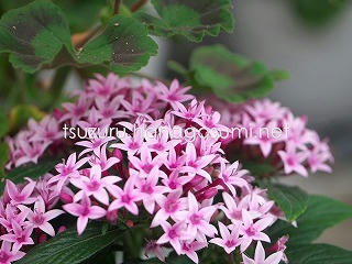 25/06/02 ペンタス