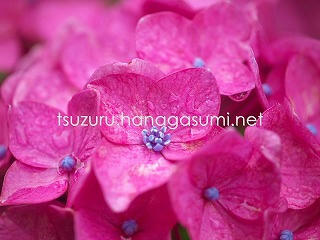 25/06/15 アジサイ