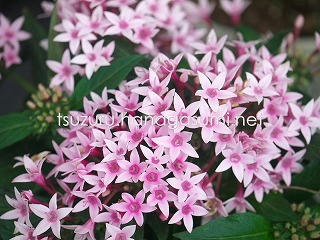 25/06/15 ペンタス