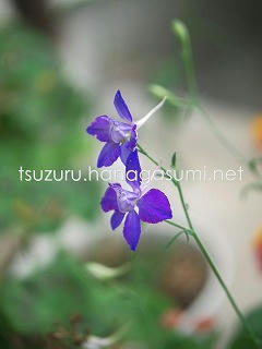 25/06/15 チドリソウ