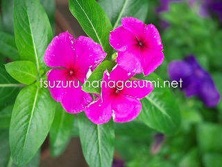 25/06/13 ニチニチソウ