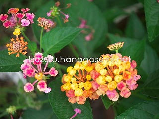 25/06/13 ランタナ