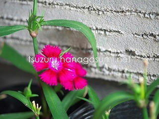 25/06/12 ナデシコ