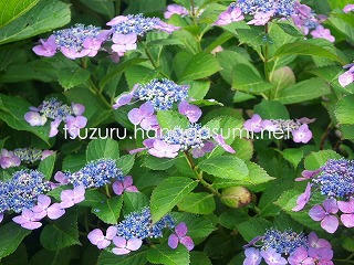 25/06/11 アジサイ