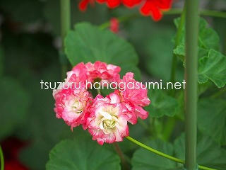 25/06/08 ゼラニューム