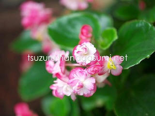 25/06/09 ベゴニア