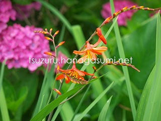 25/06/08 モントブレチア