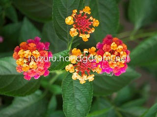 25/06/06 ランタナ