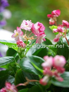 25/06/06 ベゴニア