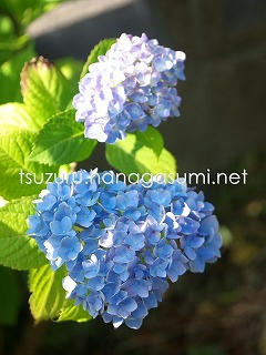 25/06/05 アジサイ