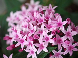 25/06/03 ペンタス