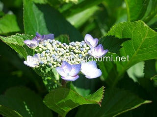25/06/04 アジサイ