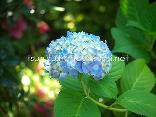 25/06/04 アジサイ