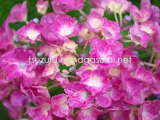 25/06/03 アジサイ