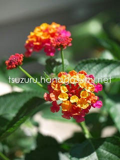 25/06/04 ランタナ