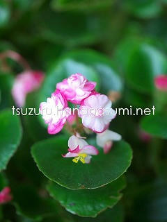 25/06/19 ベゴニア