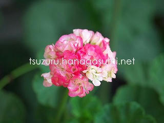 25/06/19 ゼラニューム