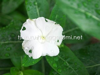 25/06/22 ニチニチソウ