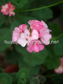 25/06/22 ゼラニューム