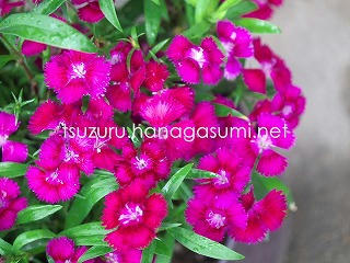 25/06/22 ナデシコ