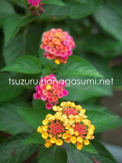 25/06/21 ランタナ