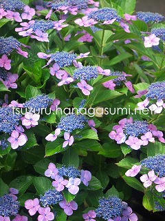 25/06/16 アジサイ