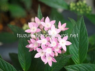 25/06/16 ペンタス