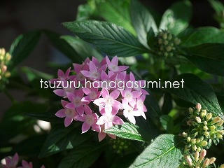 25/06/19 ペンタス