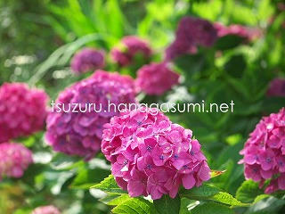 25/06/18 アジサイ